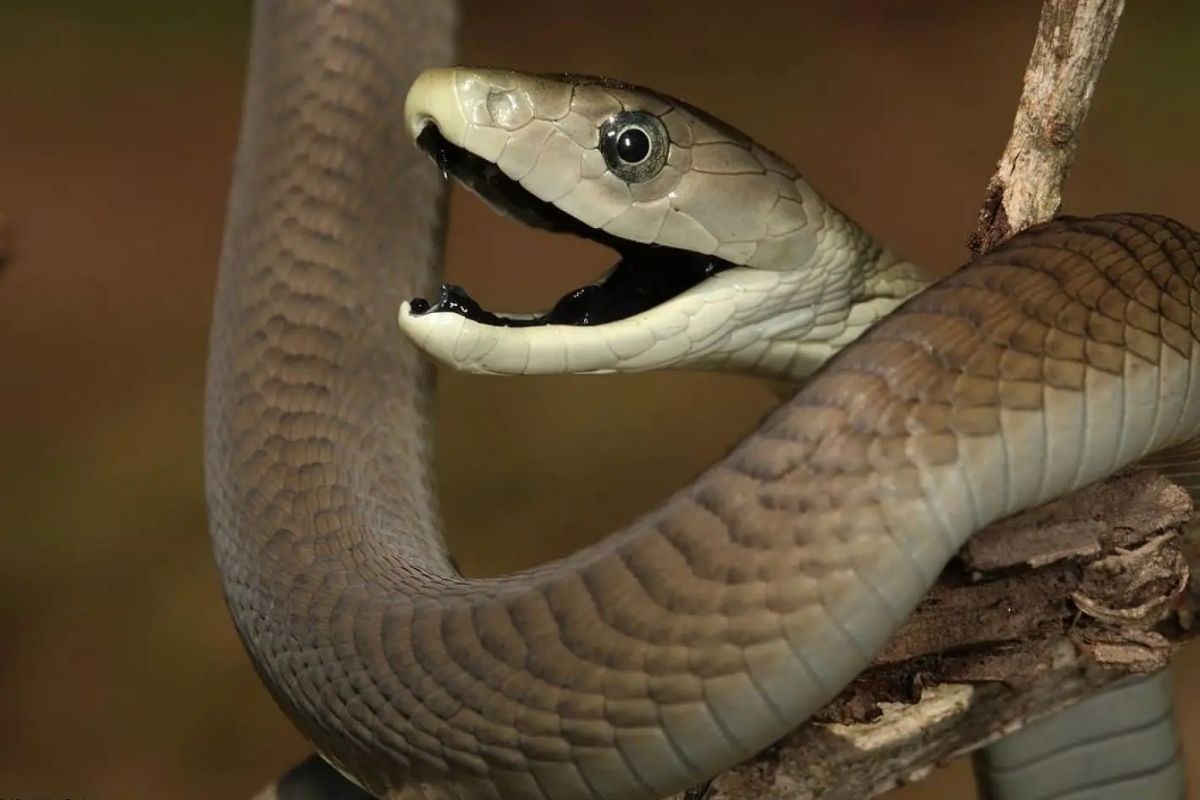 Black Mamba