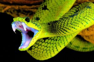 Deadliest Snakes
