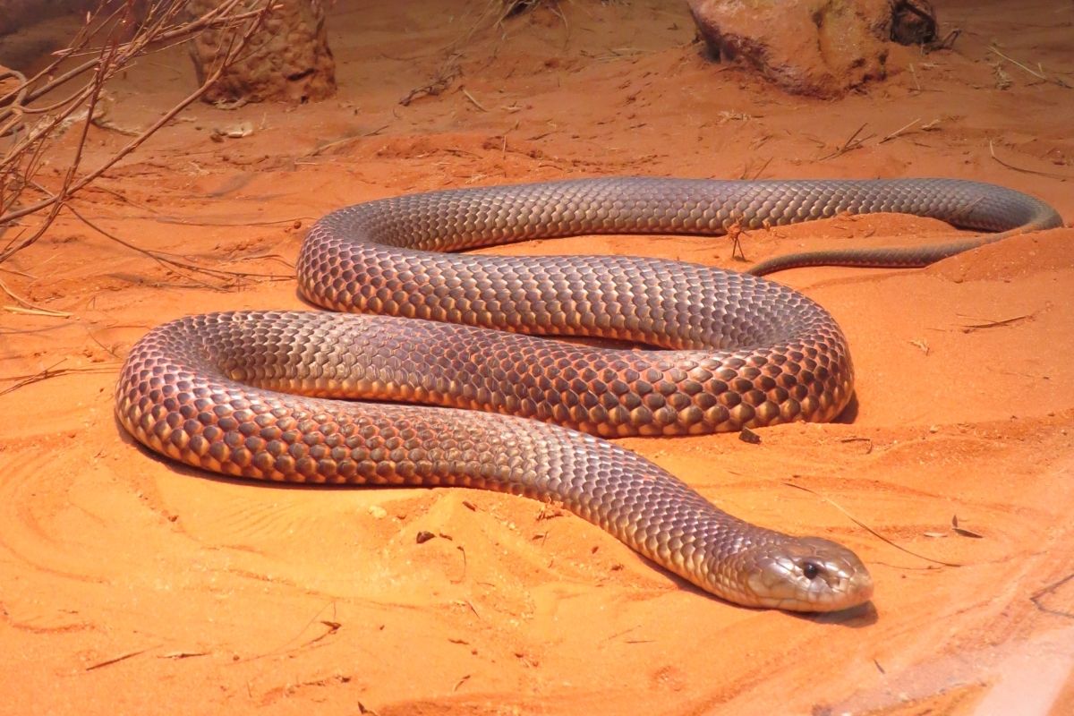 Eastern Brown Snake