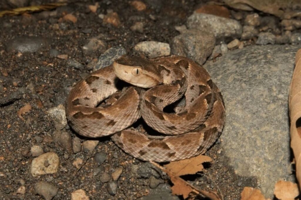 Fer-de-Lance