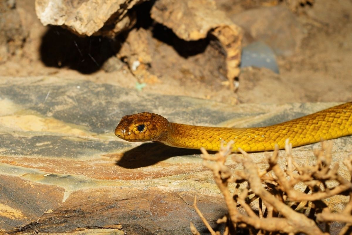 Inland Taipan