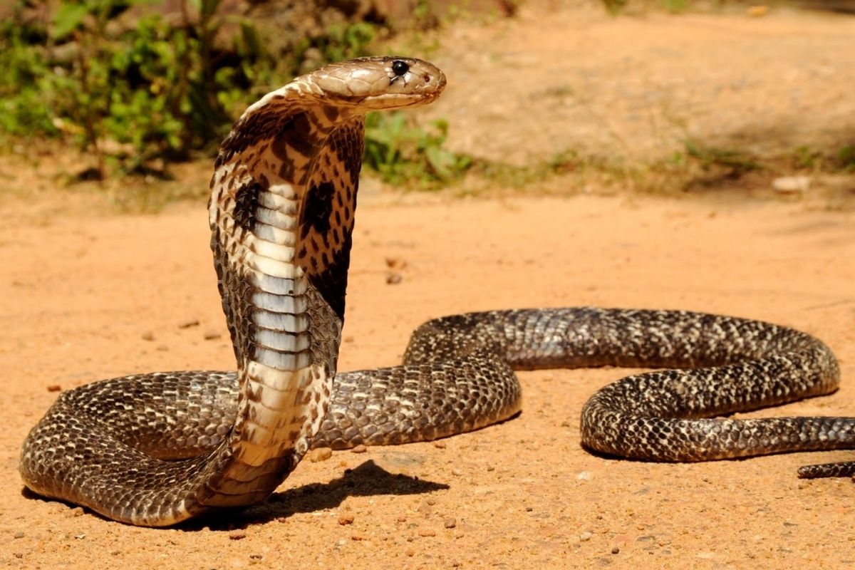 King Cobra