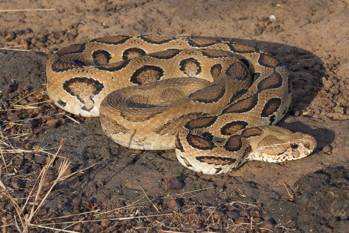 Russell’s Viper