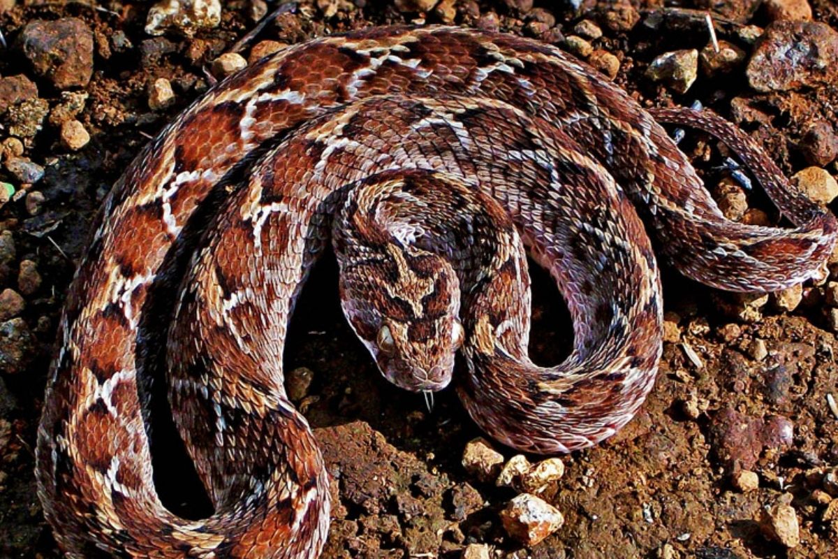 Saw-Scaled Viper