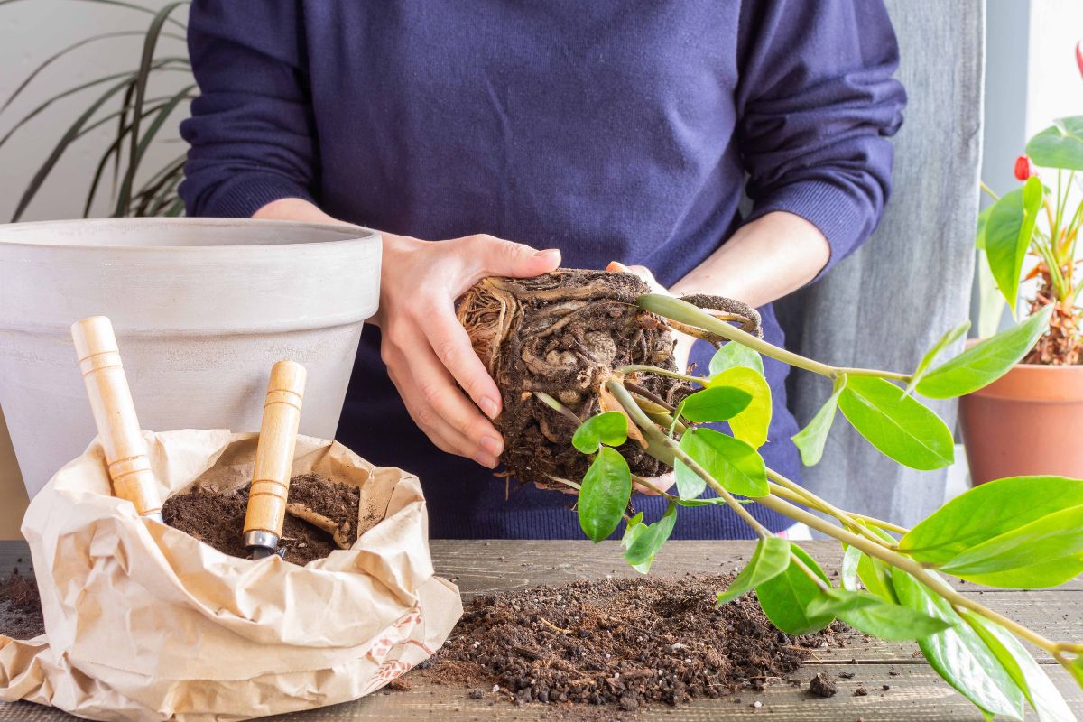 Check and Loosen the Roots