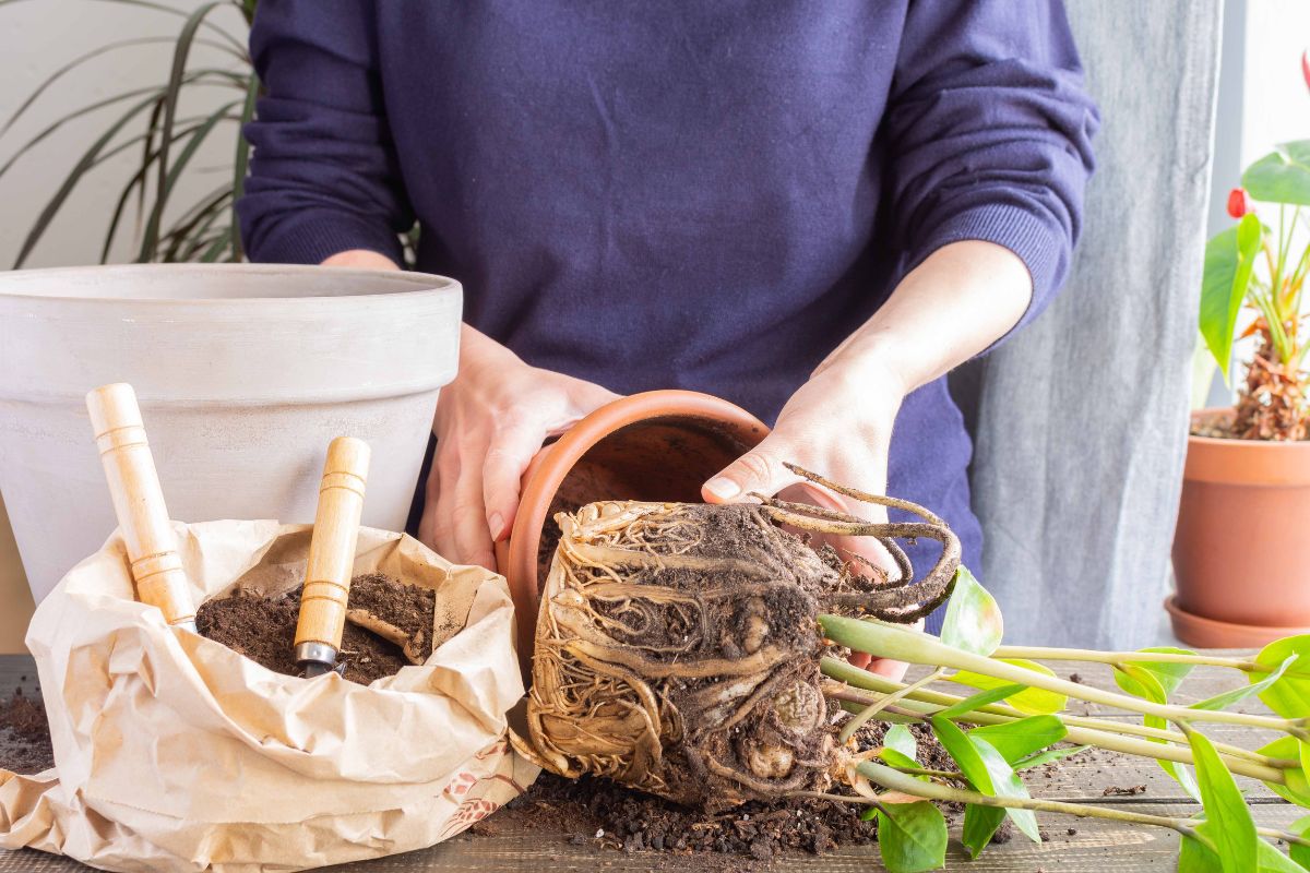 Gently Remove the Plant
