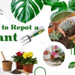 How to Repot a Plant