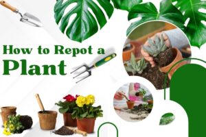 How to Repot a Plant