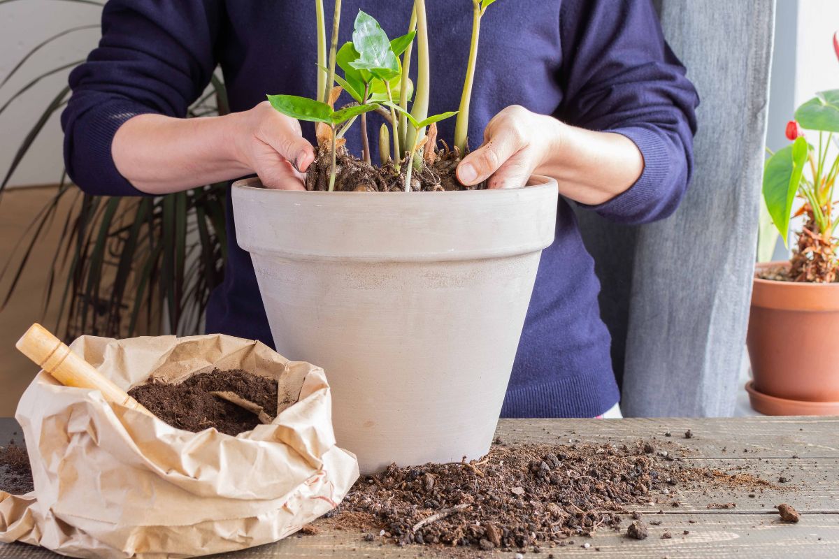 Position the Plant in the New Pot