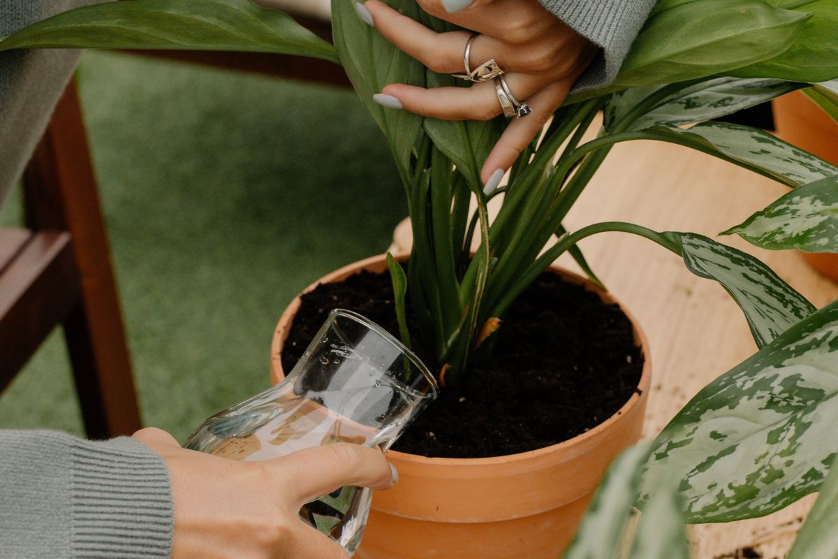 Water the Plant Before Repotting