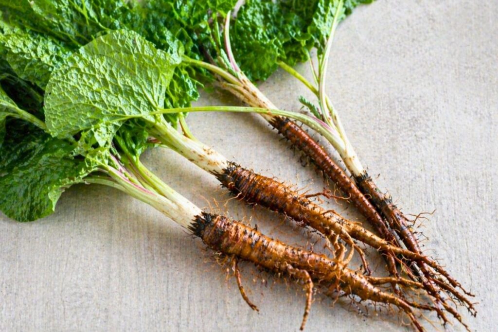 How Root Of Burdock Helps With Skin, Gut, And Daily Health
